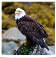 Bald Eagle - Perched Rock